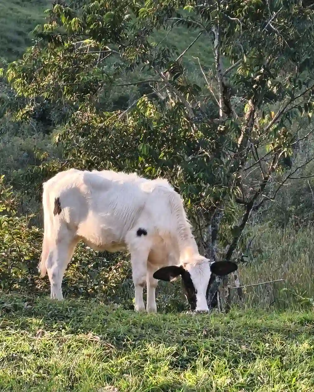 Sítio Santa Terezinha - Imagem 8